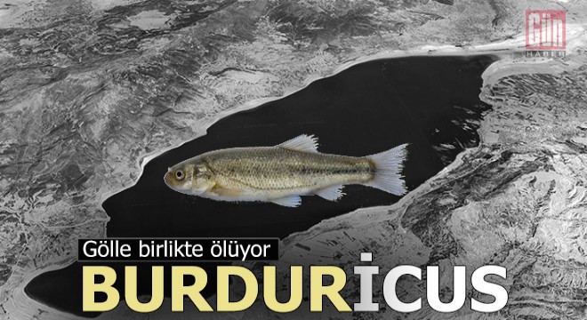 Sadece Burdur Gölü'nde, tamamen yok olmak üzere