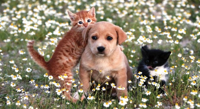 Sahipsiz Hayvanları Koruma Birliği kurulacak