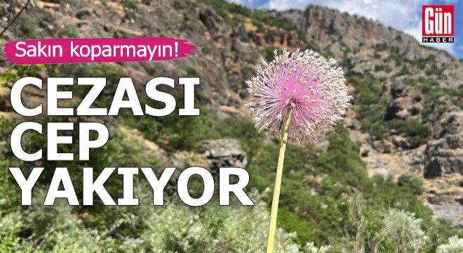 Sakın koparmayın! Cezası cep yakıyor