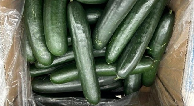 Salatalıklar salmonella riski nedeniyle incelemeye alındı