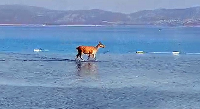 Salda Gölü'ne giren kızılgeyik tatilcilere kendini sevdirdi