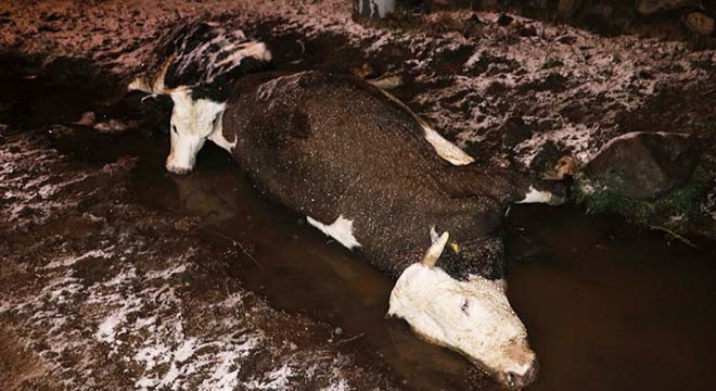 Sandıklı'da akıma kapılan biri gebe 2 inek telef oldu