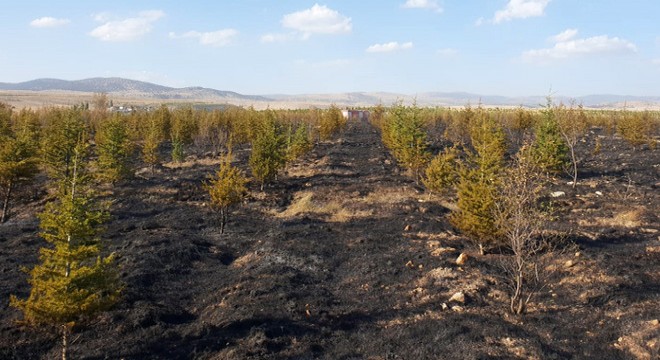Sandıklı'da orman yangını