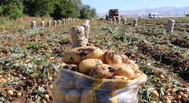 Sandıklı'da patates hasadı başladı