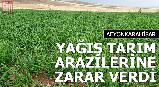 Sandıklı'da yağış tarım arazilerine zarar verdi