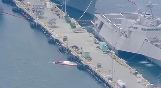 Savaş gemisinin gövdesinden 2 ölü balina çıkartıldı