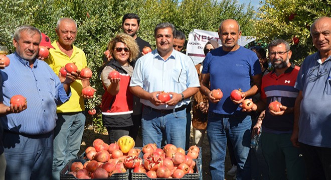 Serik'te nar hasadı başladı
