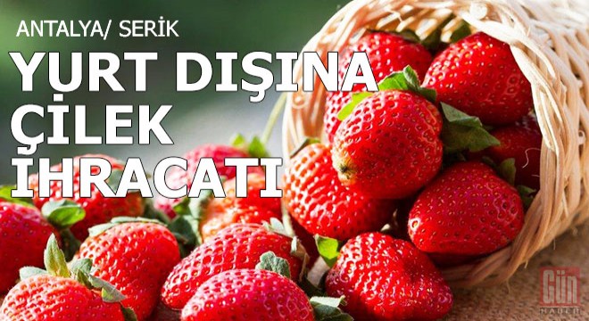 Serik'ten yurt dışına çilek ihracatı