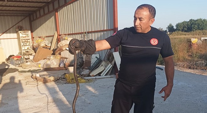 Sıcaklıklar yükseldi, Antalya'da yılan ihbarları arttı