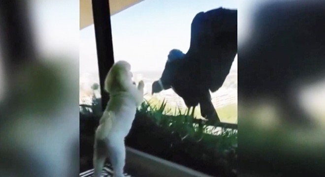 Şili’de aç kalan akbabalar evcil köpeklere üşüştü