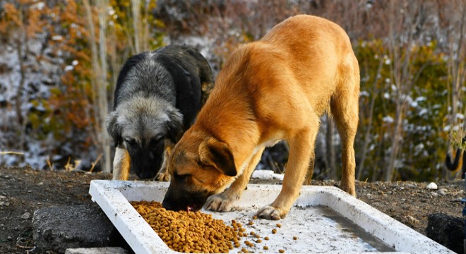 Sokak hayvanları için toplanan yardım paralarıyla dolandırıcılık