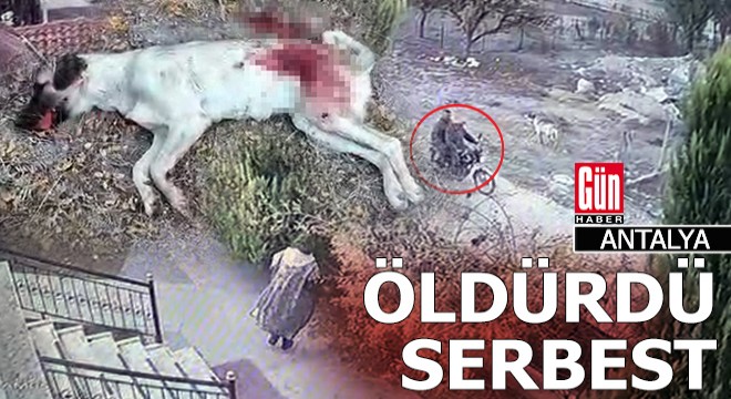 Sokak köpeğini öldürdü, itiraf etti, serbest kaldı