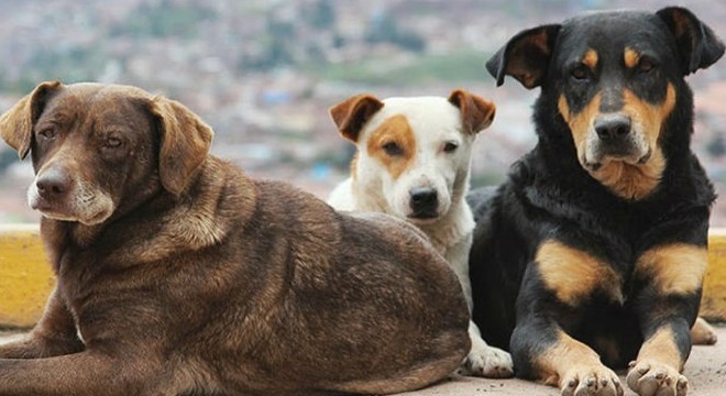 Sokak köpekleri kız öğrenciyi hastanelik etti