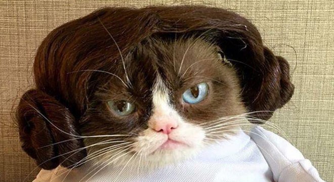Sosyal medya fenomeni ‘Grumpy Cat' hayatını kaybetti