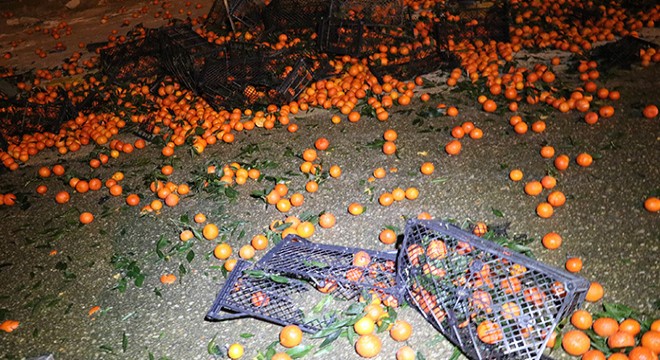 TIR'ın dorsesindeki tonlarca mandalina yola saçıldı