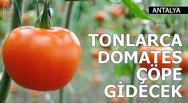 TIR'lardaki tonlarca domates çöpe gidecek