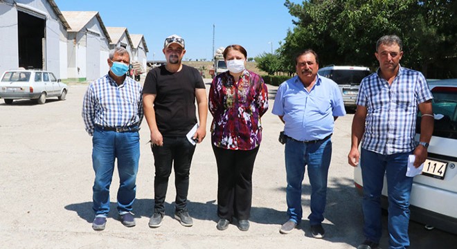 TMO'da haşhaş kapsülü alımı başladı