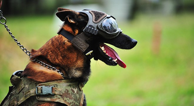 TSK'nın 'kahraman köpekleri'