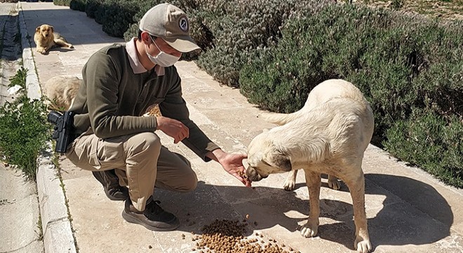 Tam kapanmada sokak hayvanları onlara emanet