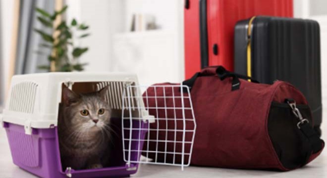 Taşımacım ile Pet Taksi ve Akıllı Nakliye Hesaplama Rehberi