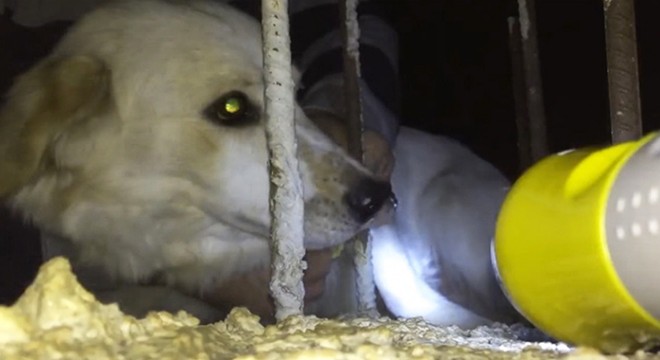 Tasması demire takılan köpeği imam fark edip, kurtardı