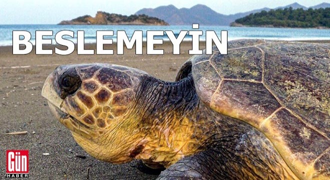 Tatilcilere uyarı: Dokunmayın, beslemeyin