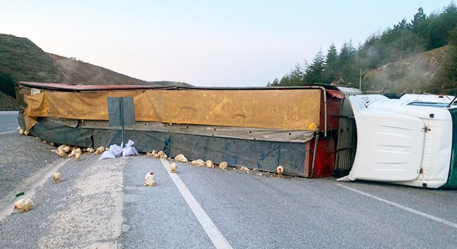 Tavuk yüklü TIR devrildi, sürücü yaralandı