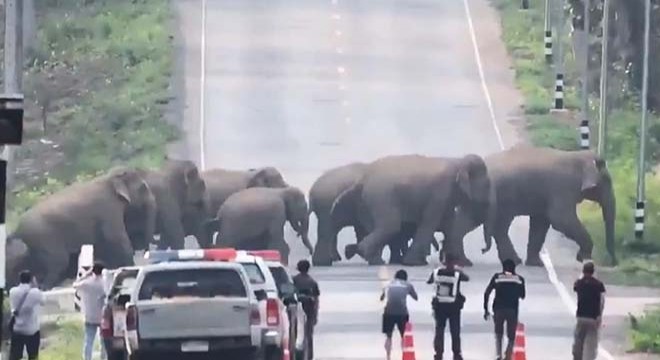 Tayland'da caddeyi basan fil sürüsü kamerada