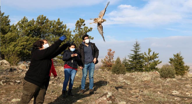 Tedavisi tamamlanan 2 şahin ile 1 çakır kuşu doğaya salındı