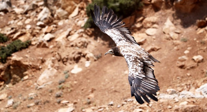 Tedavisi tamamlanan Mısır akbabası doğaya salındı