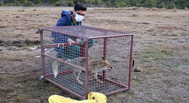Tedavisi tamamlanan bayağı şahin ve kızıl tilki doğaya salındı