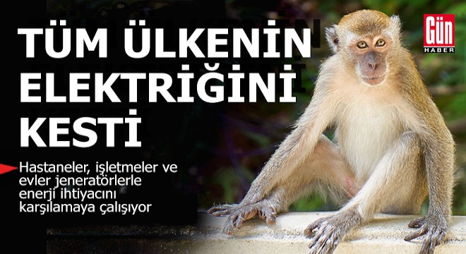 Trafoya giren maymun tüm ülkenin elektriğini kesti