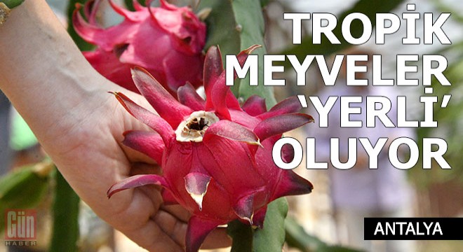 Tropik meyveler 'yerli' oluyor