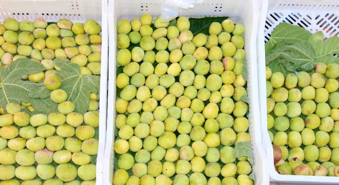 Turfanda Melli inciri 50 lira