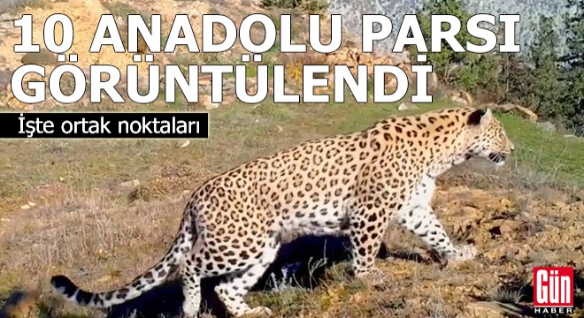 Türkiye'de 10 Anadolu parsı görüntülendi
