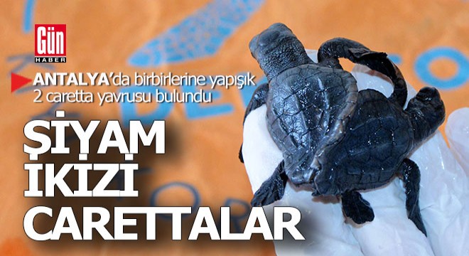 Türkiye'de bir ilk... Antalya'da Siyam ikizi caretta carettalar...