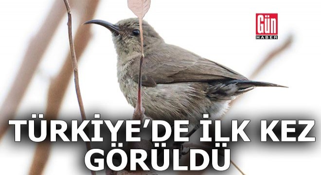 Türkiye'de ilk kez Filistin nektarkuşu görüldü