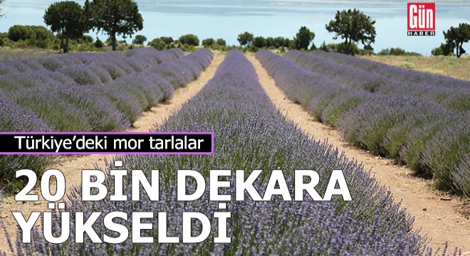 Türkiye'de lavanta üretilen alan 20 bin dekara yükseldi