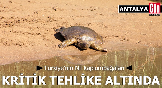 Türkiye'nin Nil kaplumbağaları kritik tehlike altında