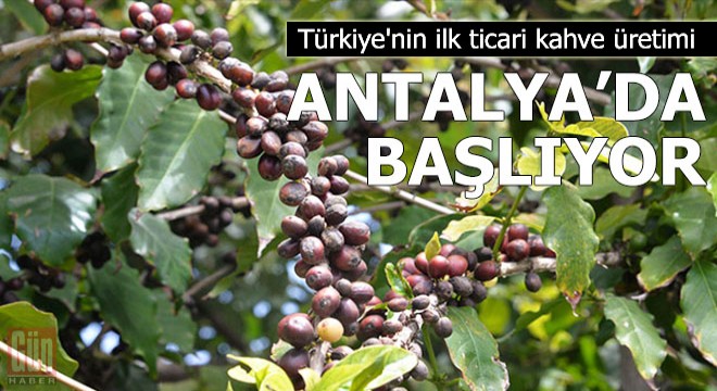 Türkiye'nin ilk ticari kahve üretimi başlıyor