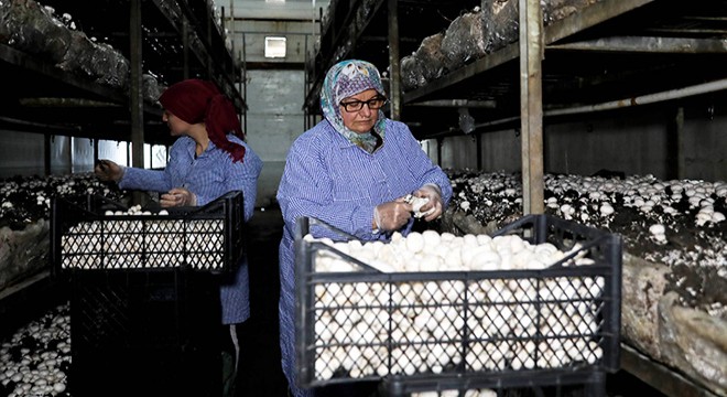 Türkiye'nin mantar merkezinde fiyat rahatsızlığı