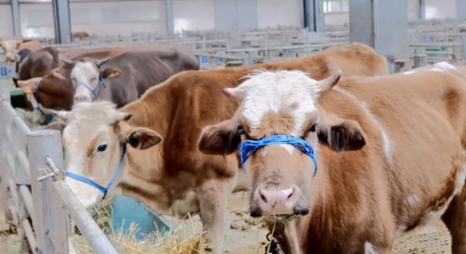 Ülke genelinde tüm hayvan pazarları kapatıldı