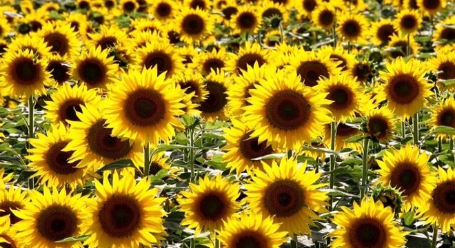 Üreticiye ayçiçeği tohumu dağıtıldı