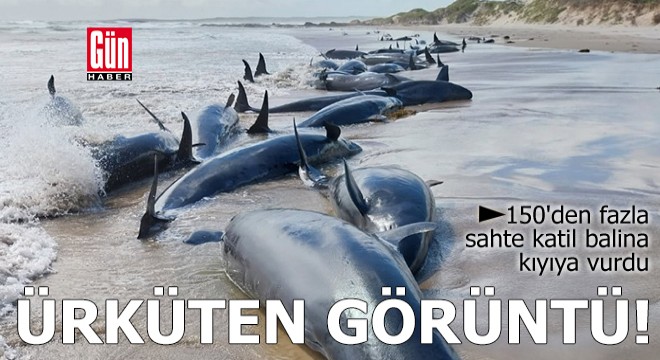 Ürküten görüntü! 150'den fazla sahte katil balina kıyıya vurdu