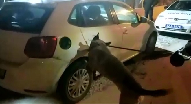 Uyuşturucuyu dedektör köpek 'Odin' yakaladı