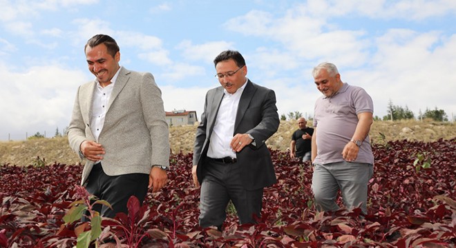 Vali Çiçek amarant tarlasını gezdi
