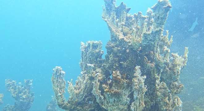 Van Gölü’nde 70 metrelik yeni mikrobiyalit bulundu