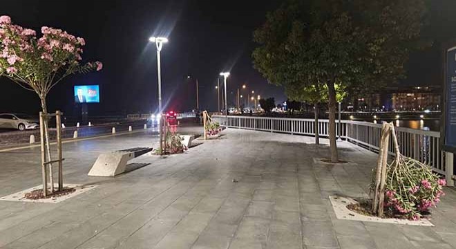 Vandallar Antalya'da sahildeki ağaçları kırdı