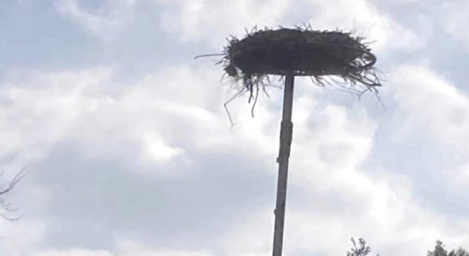 Yaban hayatı gözlemcisinden leyleğin bozulan yuvası için çağrı