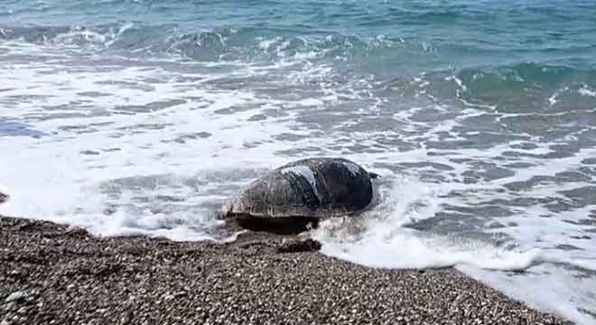 Yaralı bulunan deniz kaplumbağası tedavi sonrası Akdeniz'le buluştu